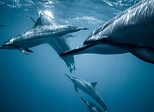 皇冠体育-少打一人！三镇球员阿德里亚诺铲球领到第二张黄牌，被红牌罚下